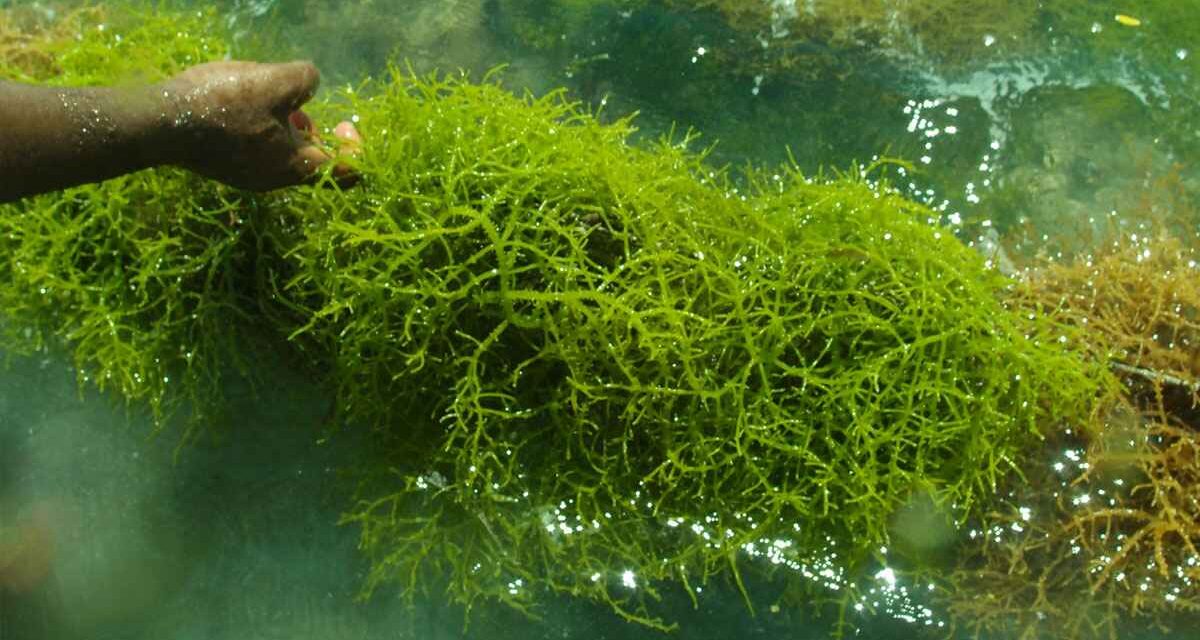 Alga Laut Atau Di Kenal Dengan Tumbuhan Rumput Laut