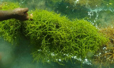 Alga Laut Atau Di Kenal Dengan Tumbuhan Rumput Laut