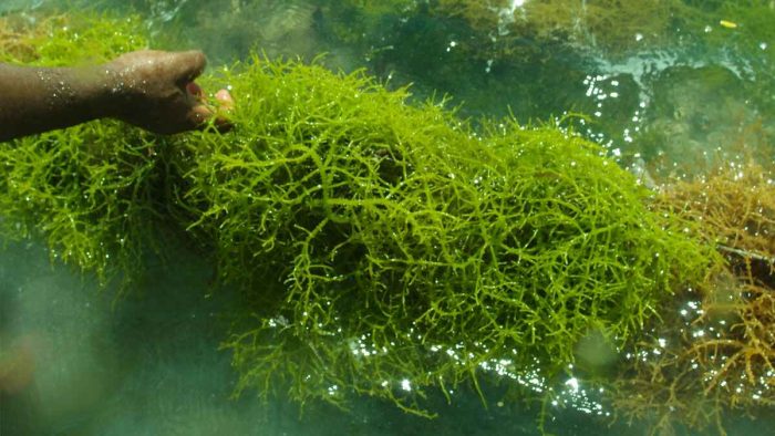 Alga Laut Atau Di Kenal Dengan Tumbuhan Rumput Laut