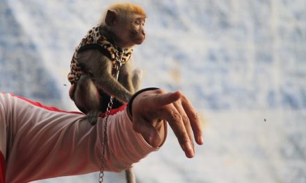 Hiburan Jalanan Yaitu Pertunjukan Topeng Monyet