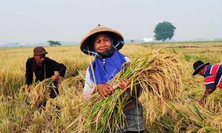 Penanaman Padi Untuk Manfaat Yang Sangat Banyak