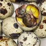 Makanan Ekstrem Asia Terutama Di Negara Filipina