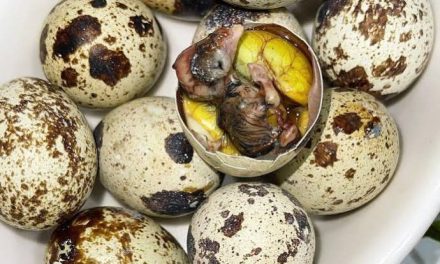 Makanan Ekstrem Asia Terutama Di Negara Filipina