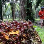 Suatu Perkebunan Sawit Dengan Berbagai Pengolahan