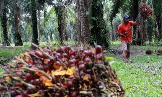 Suatu Perkebunan Sawit Dengan Berbagai Pengolahan