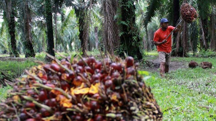 Suatu Perkebunan Sawit Dengan Berbagai Pengolahan