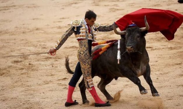 Suatu Kegiatan Matador Dalam Melakukan Adu Banteng