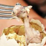 Makanan Ekstrem Balut Di Filipina Dan Asia Tenggara