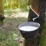 Suatu Bahan Alami Karet Dengan Beberapa Pengolahan