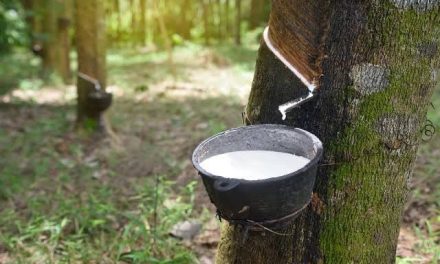 Suatu Bahan Alami Karet Dengan Beberapa Pengolahan