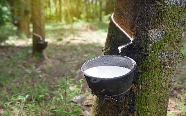 Suatu Bahan Alami Karet Dengan Beberapa Pengolahan